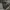 Dickies Streetwear Formal Pants Pria Gray