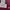 Champion Vintage Sweatshirt Pria Burgundy