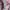 GAP Streetwear Hoody Wanita pink photo 7