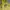 Pancoat Luxury Futurist Hoody Pria yellow photo 3