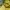 Pancoat Luxury Futurist Hoody Pria yellow photo 4