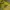 Pancoat Luxury Futurist Hoody Pria yellow photo 2