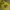 Pancoat Luxury Futurist Hoody Pria Yellow