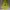 Pancoat Luxury Futurist Hoody Pria yellow photo 1