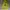 Pancoat Luxury Futurist Hoody Pria Yellow