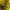 Pancoat Luxury Futurist Hoody Pria yellow photo 7
