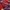 Levi's Streetwear Sportswear Casual shirt Pria purple red photo 5