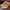 Adidas Vintage Casual Sneakers Pria tan brown photo 3