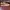 Adidas Vintage Casual Sneakers Pria tan brown photo 6