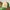 Adidas Minimalist Hat Pria white green photo 2