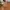 Jiniso Avant Garde Swimwear Pria tan photo 1
