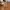 Jiniso Avant Garde Swimwear Pria Tan