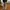 Jiniso Avant Garde Swimwear Pria Tan