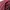 Stussy Streetwear Y2K T-shirt Pria burgundy photo 6