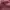 Stussy Streetwear Y2K T-shirt Pria burgundy photo 7