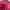 Nike Sportswear Track jacket Wanita pink photo 4