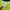 Mahagrid Casual T-shirt Pria green photo 2