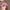 Sportswear Casual Hat Pria pink photo 3