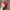 Skater Casual Hat Pria red photo 4