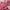 Lolita Coquette Wanita pink photo 3