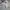 Oakley Streetwear Sportswear Boxer Pria gray photo 2