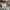 EDWIN Vintage Casual Casual pants Pria tan photo 5