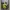 Gorpcore Track jacket Pria green photo 3
