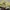 Pancoat Fairy Emo Sweater Pria yellow photo 5