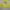 Pancoat Fairy Emo Sweater Pria yellow photo 1