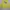 Pancoat Fairy Emo Sweater Pria Yellow