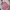 Casual Sweatshirt Wanita pink photo 1