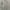 Dickies Y2K Casual Casual shirt Pria white gray photo 1