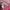 Guess Sportswear Casual Windbreaker Wanita pink photo 4