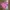 Guess Sportswear Casual Windbreaker Wanita Pink