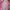 Guess Sportswear Casual Windbreaker Wanita pink photo 5