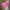 Guess Sportswear Casual Windbreaker Wanita pink photo 3