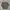 Luxury Polo shirt Pria gray photo 1