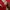 Adidas Vintage Y2K Hoody Pria white red photo 4