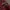 Starter Skater Track jacket Pria burgundy red photo 5
