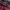 Starter Skater Track jacket Pria burgundy red photo 7