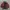 Starter Skater Track jacket Pria burgundy red photo 2