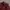 Starter Skater Track jacket Pria burgundy red photo 4