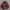 Starter Skater Track jacket Pria burgundy red photo 1