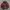 Starter Skater Track Jacket Pria Burgundy Red