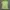 Adidas Sportswear Casual Jersey Wanita green photo 1