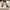 Charlotte Olympia Luxury Heels Wanita Tan