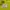 Lafuma Gorpcore Sportswear Jersey Wanita green photo 3