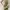 Lolita Indie Midi dress Wanita green photo 1