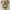 Lolita Indie Midi dress Wanita green photo 2