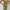 Lolita Indie Midi dress Wanita green photo 3